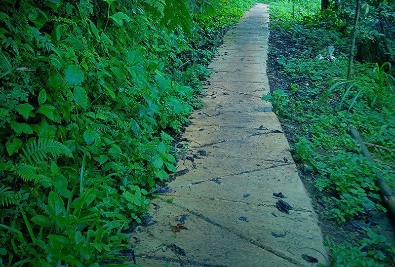 Galeri Bunihayu Forest - suasana hutan, sungai, dan area glamping