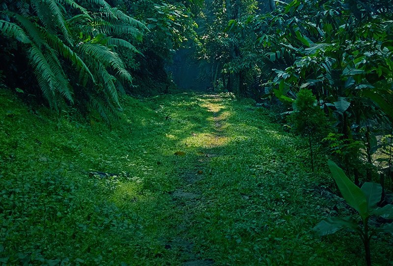 Galeri Bunihayu Forest - suasana hutan, sungai, dan area glamping