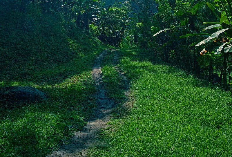 Galeri Bunihayu Forest - suasana hutan, sungai, dan area glamping