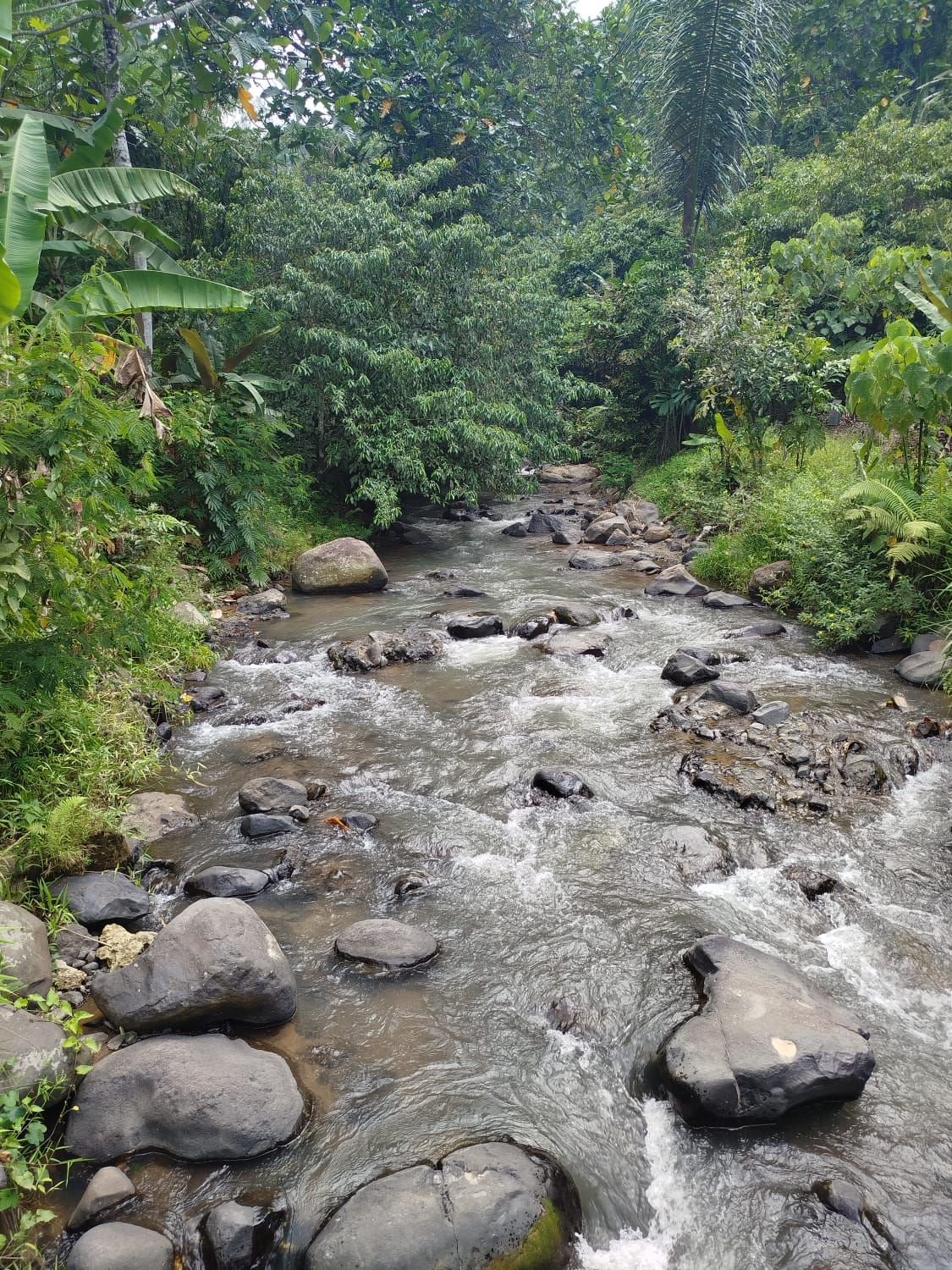 Aliran sungai jernih di Bunihayu Forest