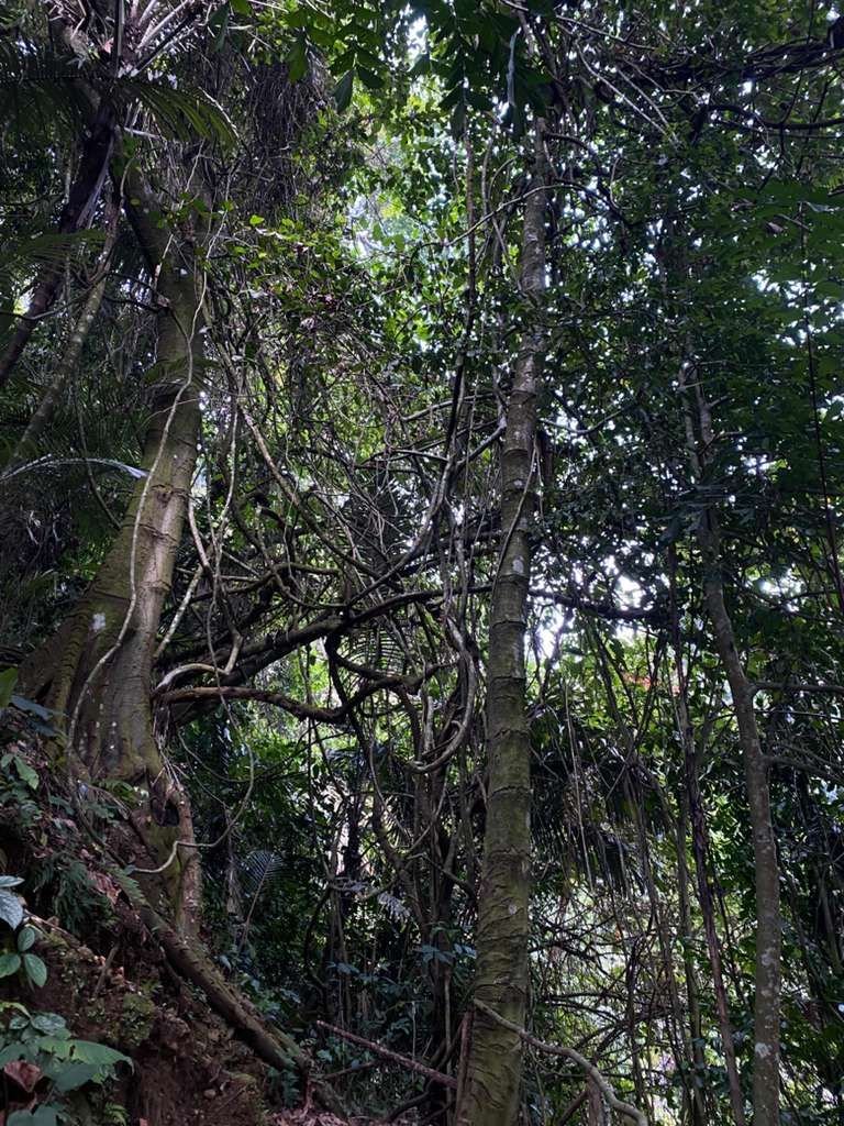 Hutan pinus di kawasan Bunihayu Forest