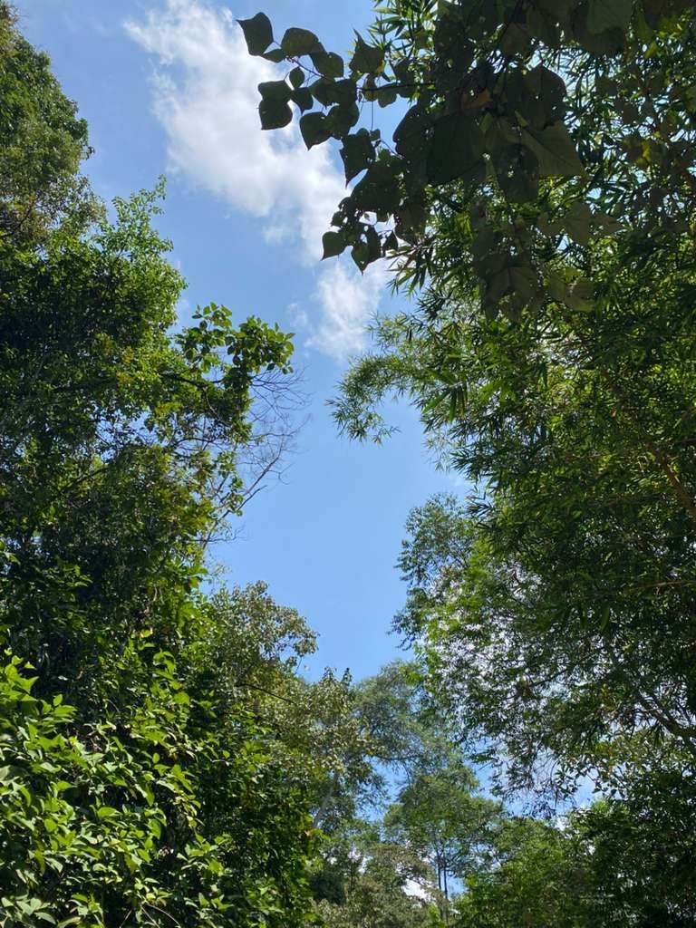 Jalur trekking di hutan Bunihayu Forest