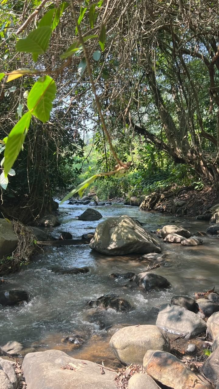 Aliran sungai berbatu di bawah rindangnya pepohonan Bunihayu Forest