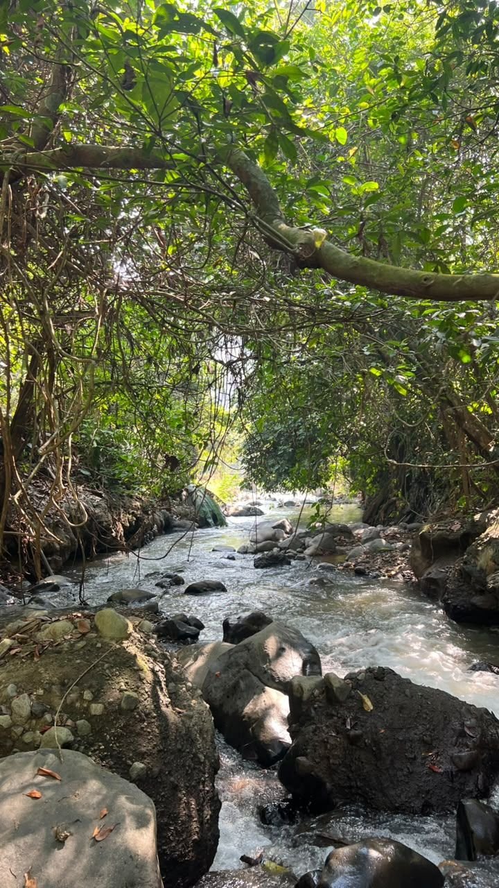 Ngarai sungai dengan dahan melengkung di Bunihayu Forest