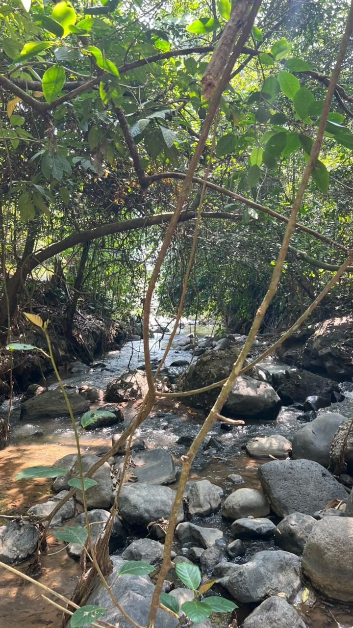 Sungai berbatu dengan sulur tanaman di Bunihayu Forest