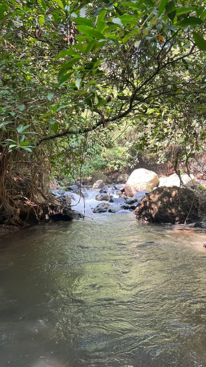 Hidangan mie goreng di tepi sungai Bunihayu Forest